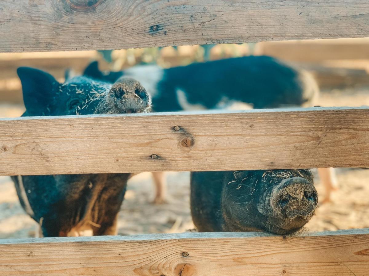 Alcácer do SalBe A Guest At Pachamama Community公寓 外观 照片