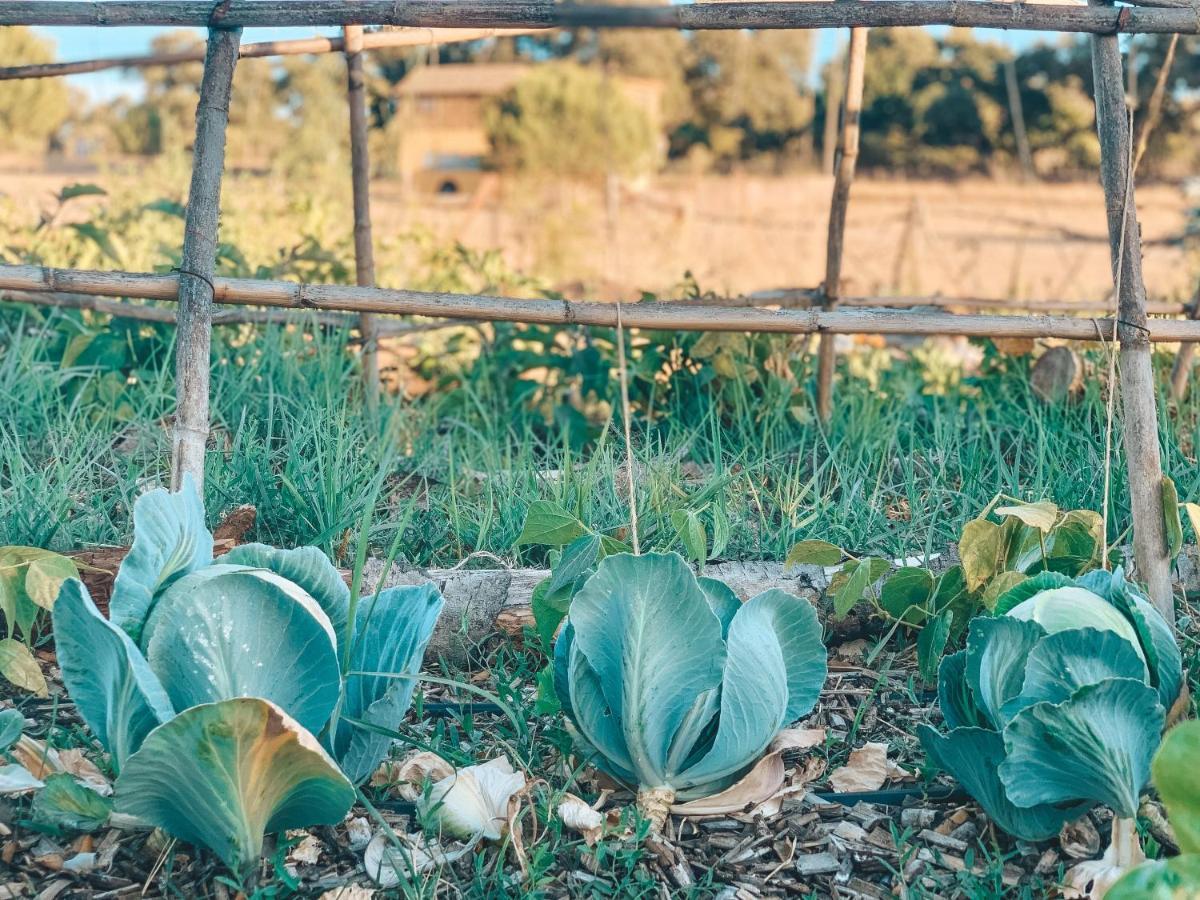 Alcácer do SalBe A Guest At Pachamama Community公寓 外观 照片