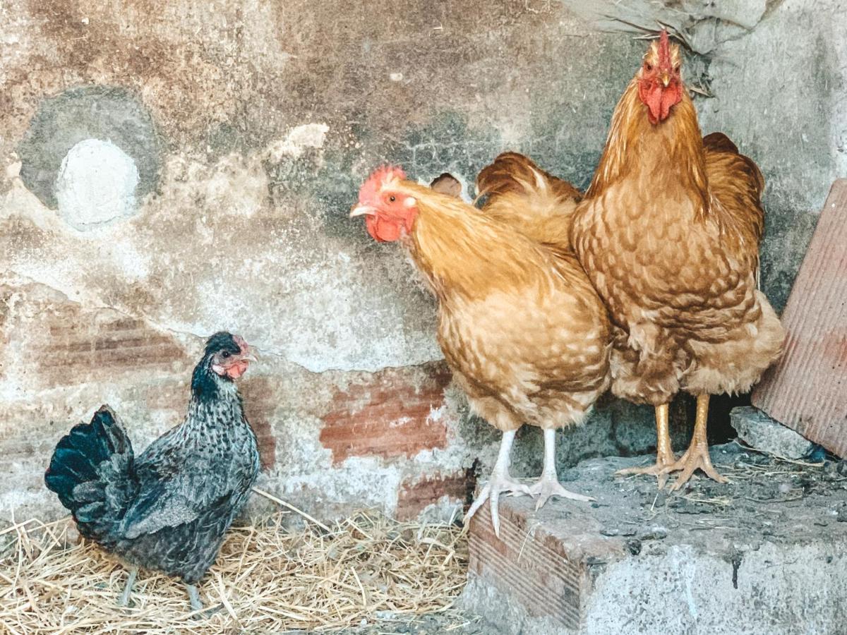 Alcácer do SalBe A Guest At Pachamama Community公寓 外观 照片